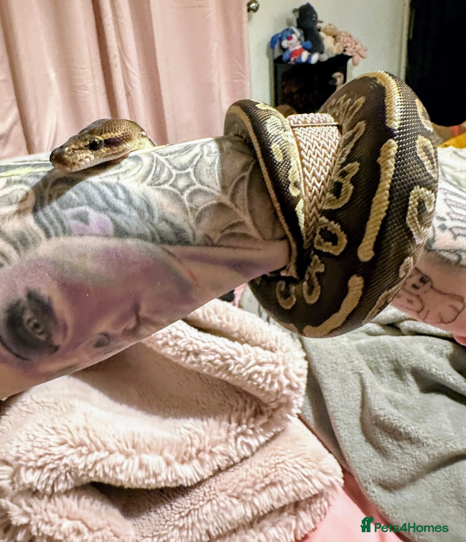 Python Snake reptiles Mahogany Morph Mojave Ball Python   - Advert 2