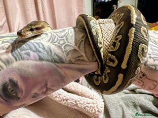 Python Snake reptiles Mahogany Morph Mojave Ball Python - Advert 2