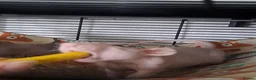 Rat rodents for sale: 2 pairs of girls needing homes. - Advert 5