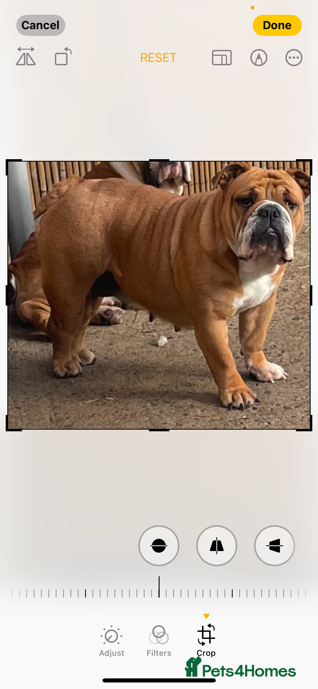 English Bulldog dogs for sale: Female English bulldog  - Image 1