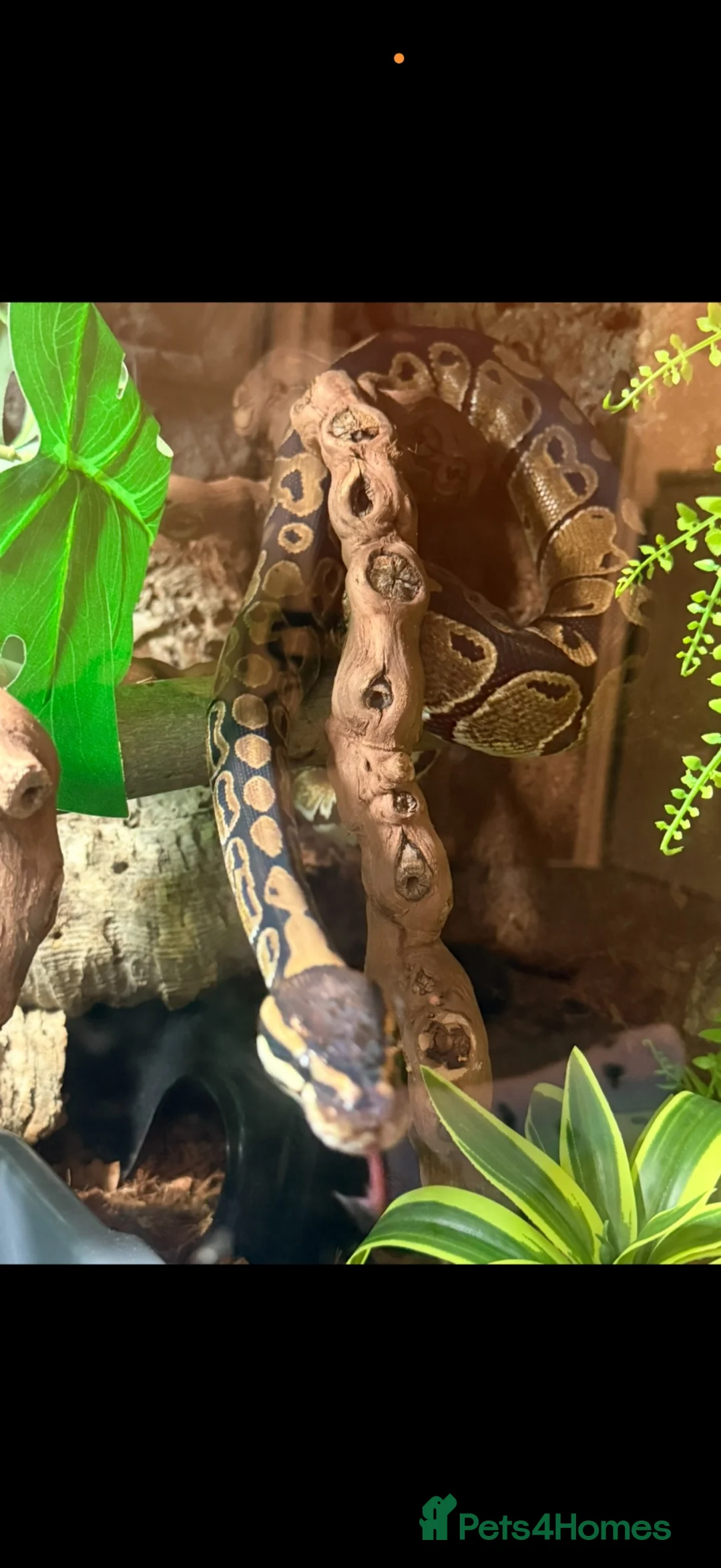 Python Snake reptiles for sale: Corn and royal  - Advert 2