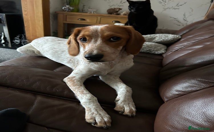 Mixed Breed dogs - Advert 3