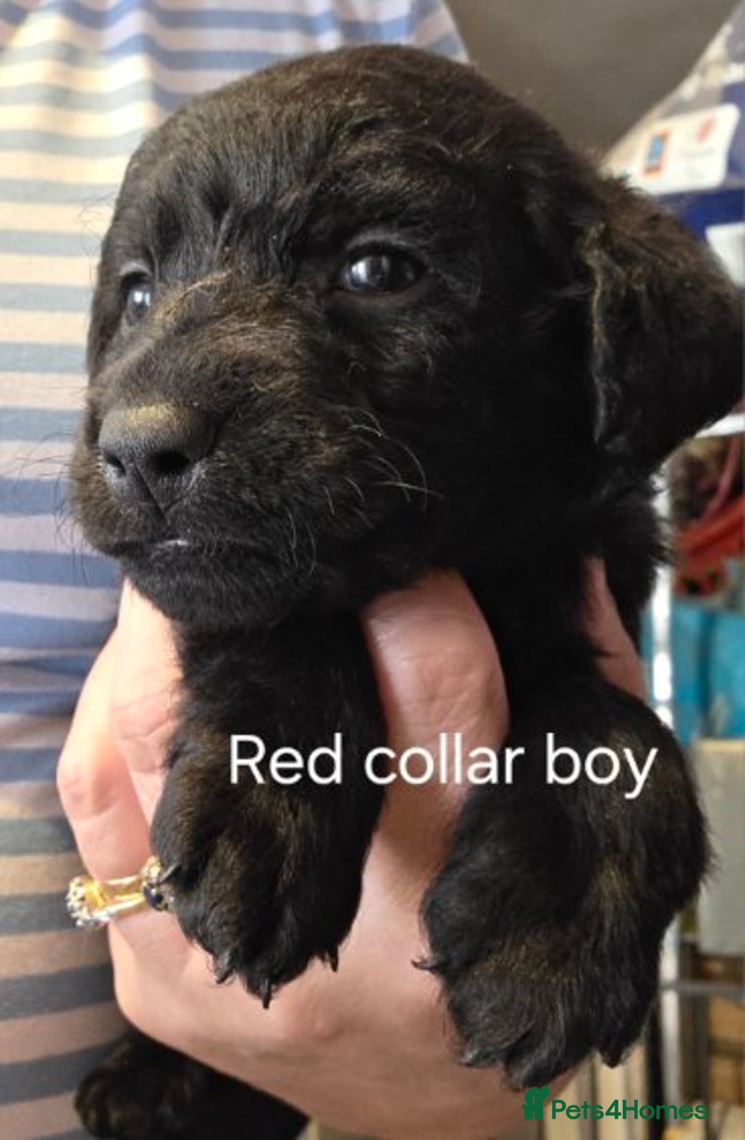 Labradoodle dogs for sale: Labradoodle multigen medium sized - Image 1