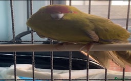 Parakeets birds for sale: Green and red parakeet - Image 3