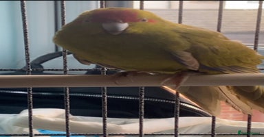 Parakeets birds - Advert 1