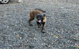 Belgian Shepherd Dog dogs for sale: Pick of litter - Image 3