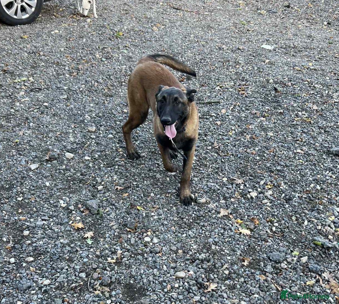 Belgian Shepherd Dog dogs for sale: Pick of litter - Image 3