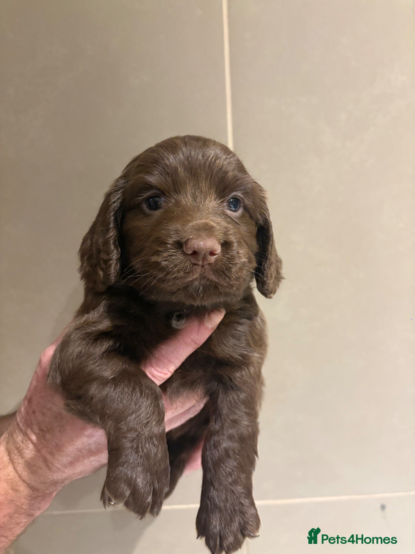 Cocker Spaniel dogs Bella is proud mummy of 6 show cocker spaniels - Advert 1