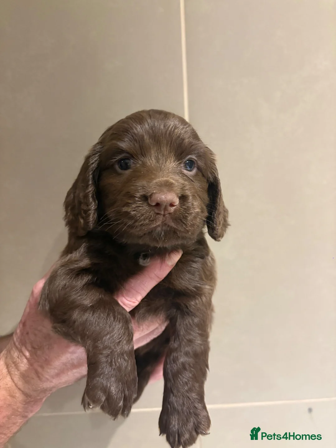 Cocker Spaniel dogs for sale: Bella is proud mummy of 6 show cocker spaniels - Advert 1