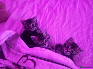 European cats - Advert 3