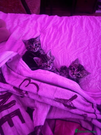 European cats - Advert 1