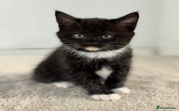 Ragdoll cats for sale: RAGDOLL MIX KITTENS FOR SALE - Image 2