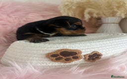 Yorkshire Terrier dogs for sale: 4 boys available  in London - Image 11