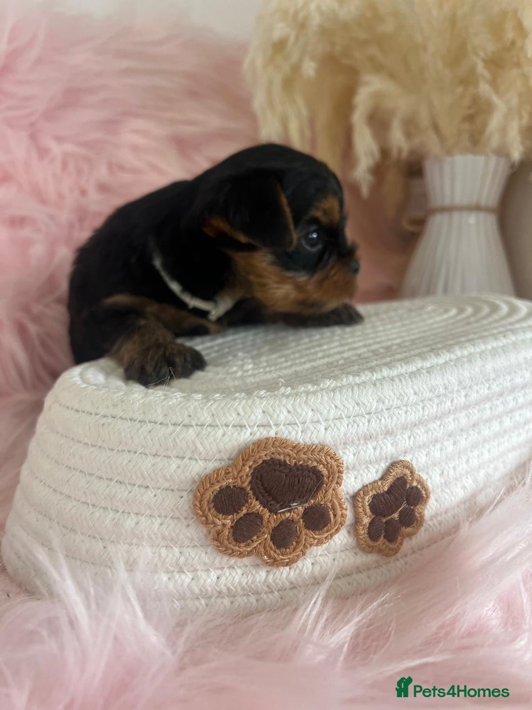 Yorkshire Terrier dogs for sale: 4 boys available  in London - Image 11