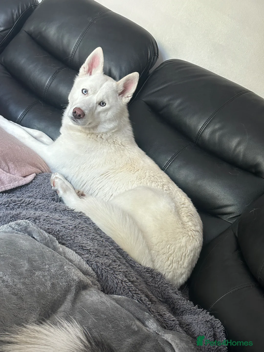 Siberian Husky dogs for sale: Pure white husky 1 year old  - Advert 2