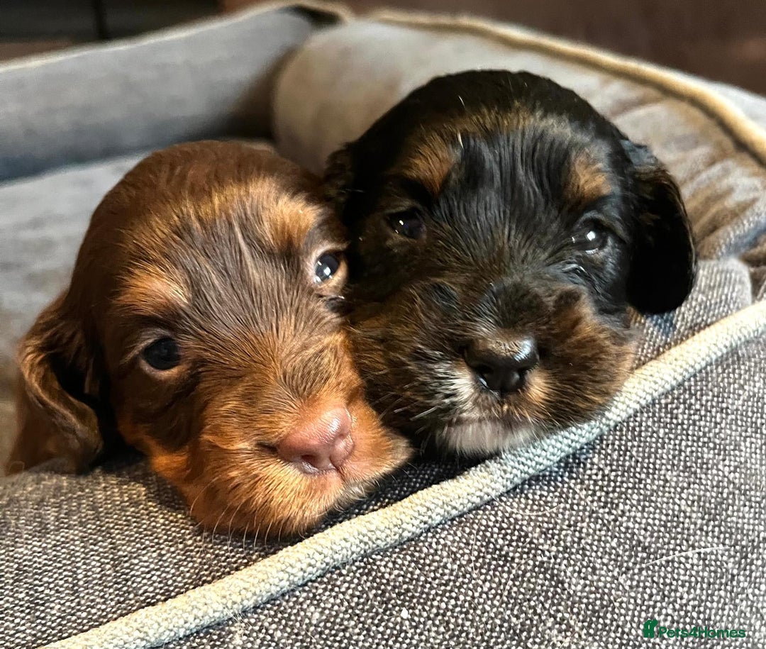 Cocker Spaniel dogs for sale: Extensively Health tested cocker spaniels Puppies  - Advert 4