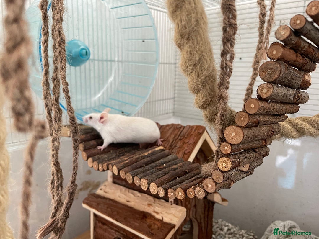 Mouse rodents for sale: Four female mice along with their cage etc. - Image 5