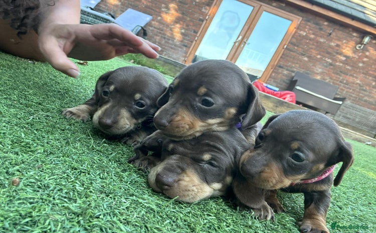 Miniature Dachshund dogs - Advert 2