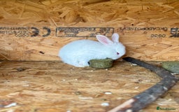 New Zealand rabbits for sale: White New Zealand Rabbits for Sale - Image 2