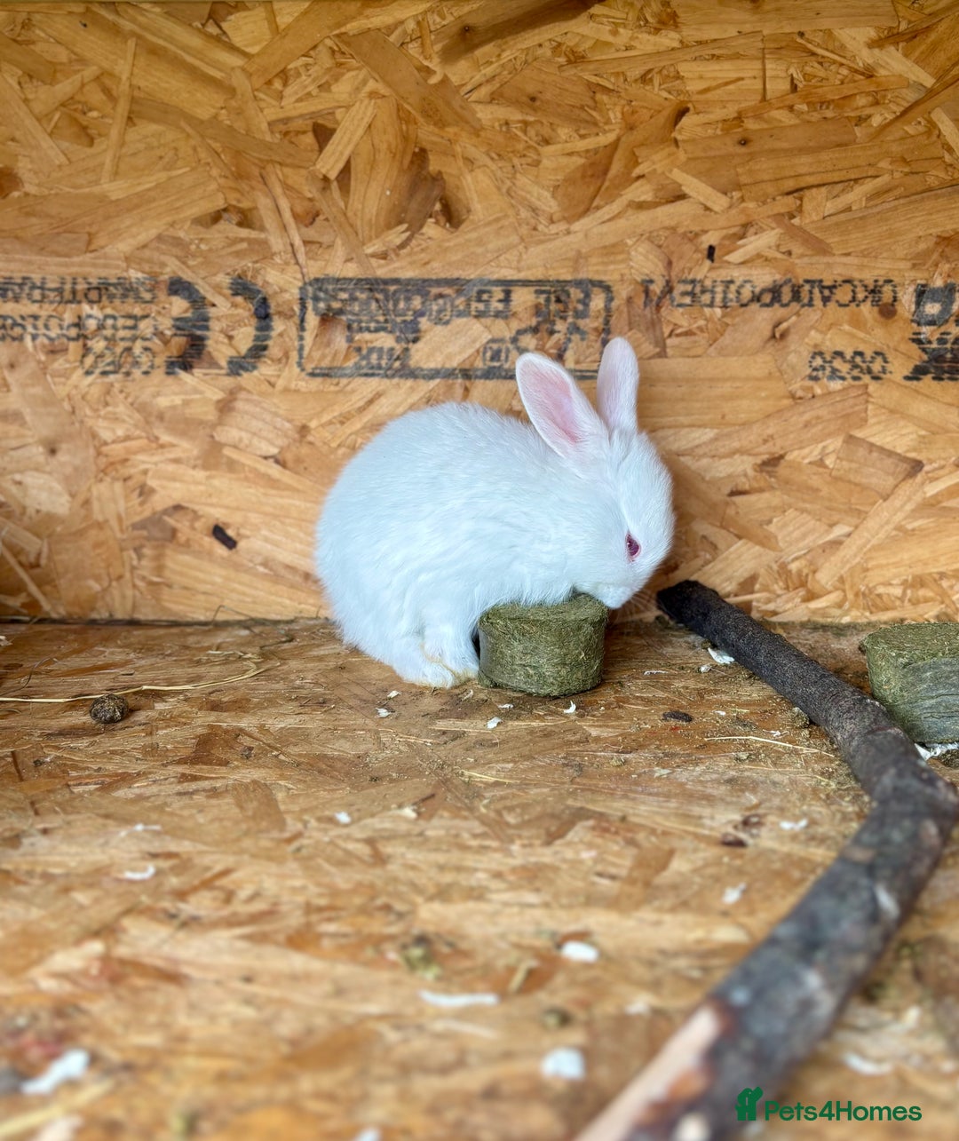 New Zealand rabbits for sale: White New Zealand Rabbits for Sale - Image 2
