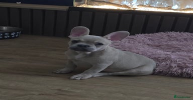 French Bulldog dogs - Advert 3