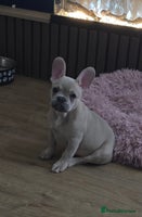 French Bulldog dogs - Advert 2
