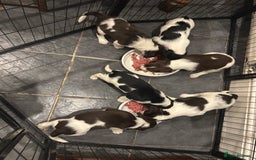 English Springer Spaniel dogs for sale: Gorgeous English Springer spaniel puppies - Image 8