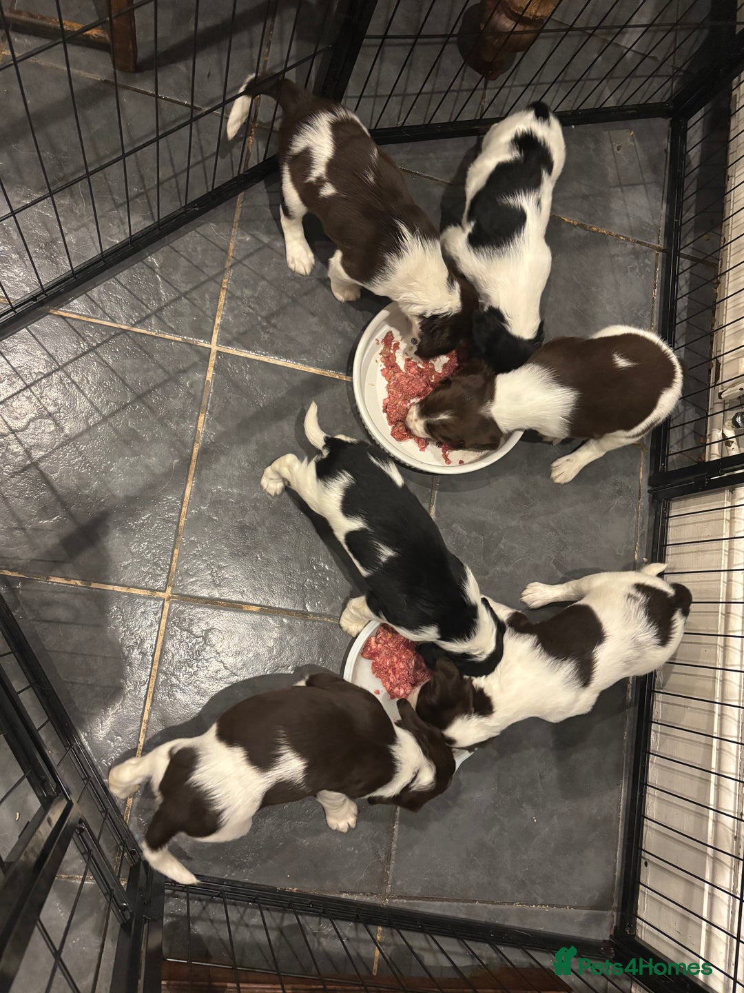 English Springer Spaniel dogs for sale: Gorgeous English Springer spaniel puppies - Image 8