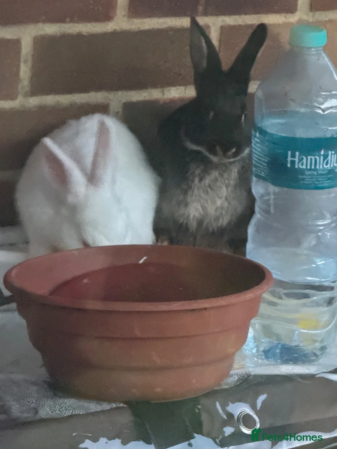Mixed Breed rabbits for sale: Baby bunnies in Burton-on-Trent - Advert 2
