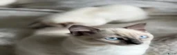 Ragdoll cats for sale: First litter  - Advert 7