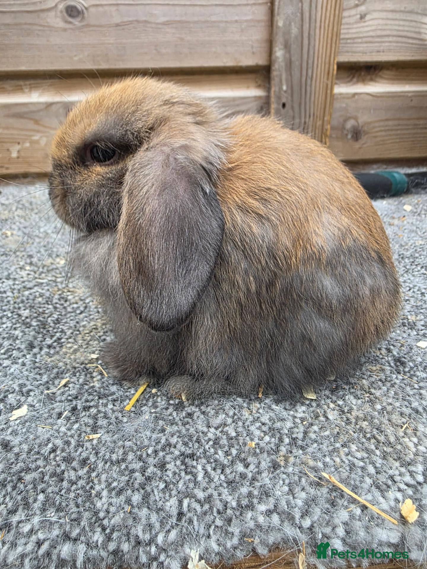 Mini Lop rabbits Litter of 6 mini lops - Advert 1
