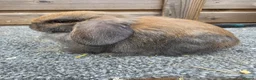 Mini Lop rabbits for sale: Litter of 6 mini lops - Advert 1