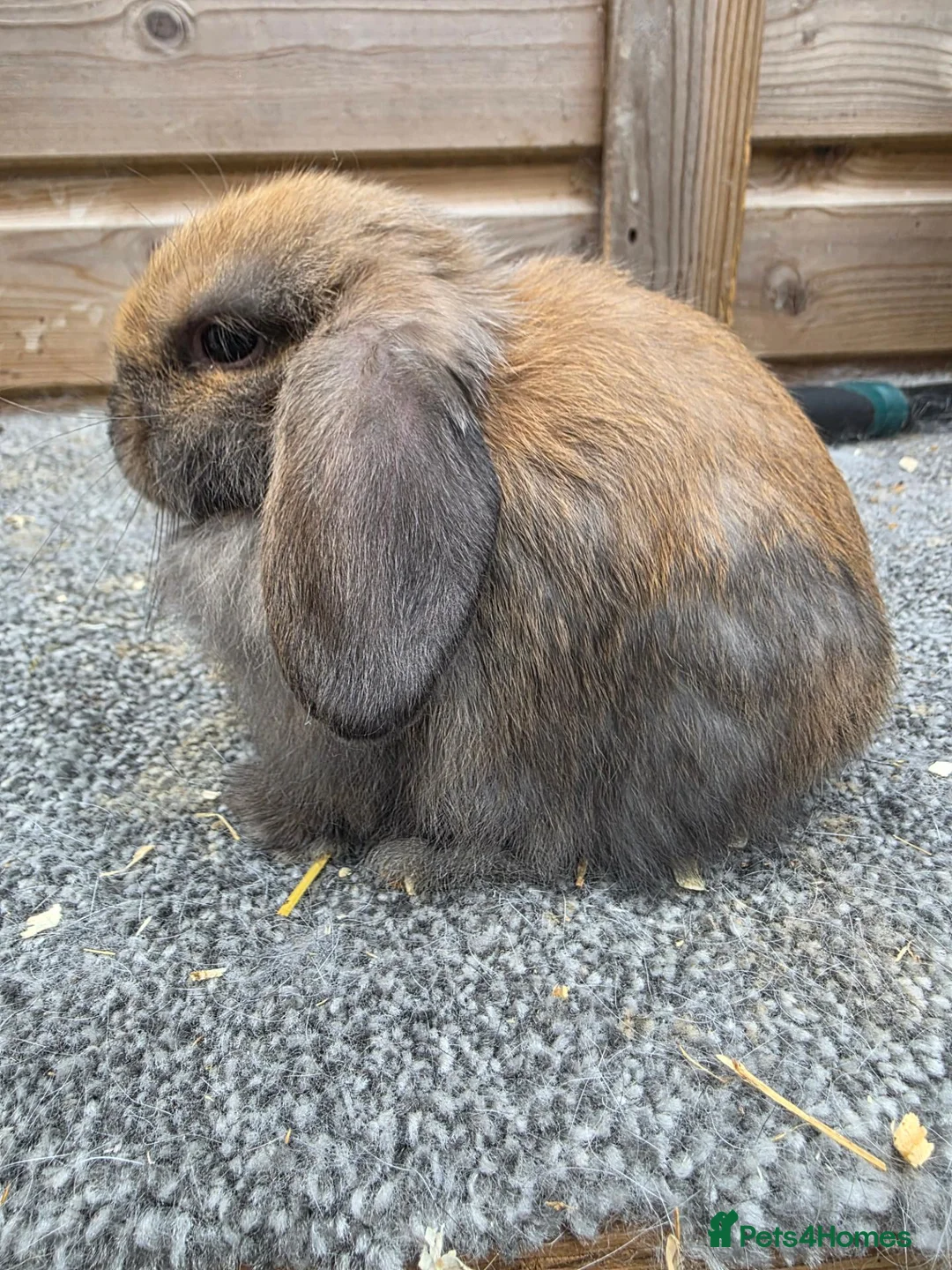 Mini Lop rabbits for sale: Litter of 6 mini lops - Advert 1