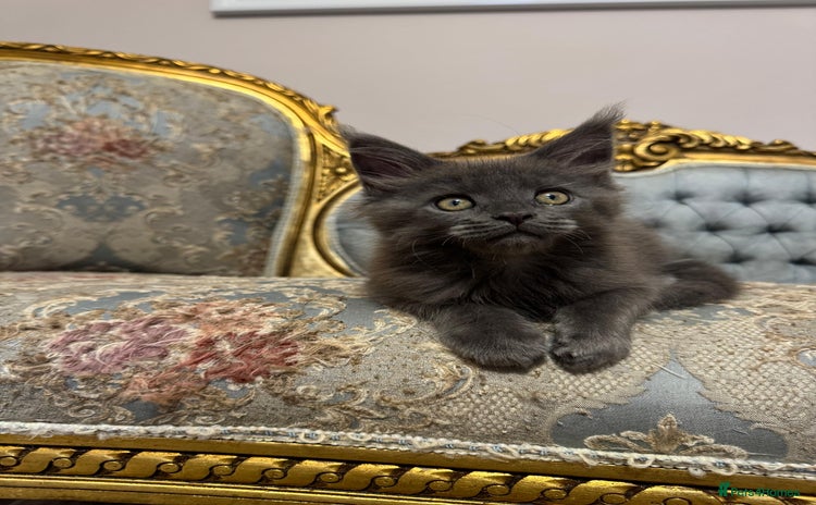 Maine Coon cats - Advert 2