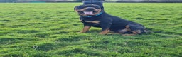 Rottweiler dogs for stud: Bruno the Rottweiler Stud Services in Wrexham - Advert 25