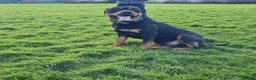 Rottweiler dogs for stud: Bruno the Rottweiler Stud Services in Wrexham - Advert 25