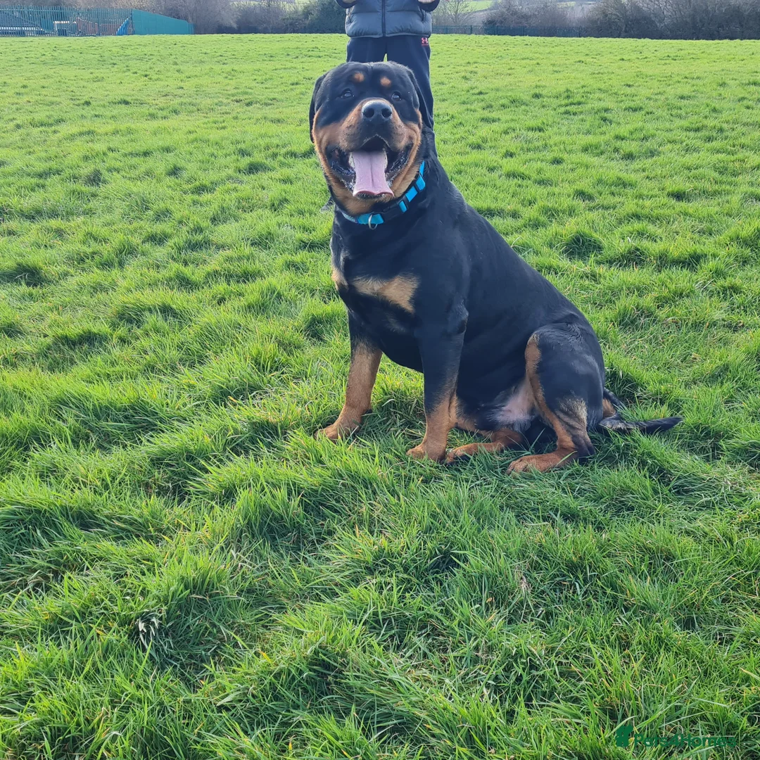 Rottweiler dogs for stud: Bruno the Rottweiler Stud Services in Wrexham - Advert 25