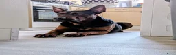Chinese Red Dog dogs for sale: Chinese red dog male for re-home  in Walsall - Advert 2
