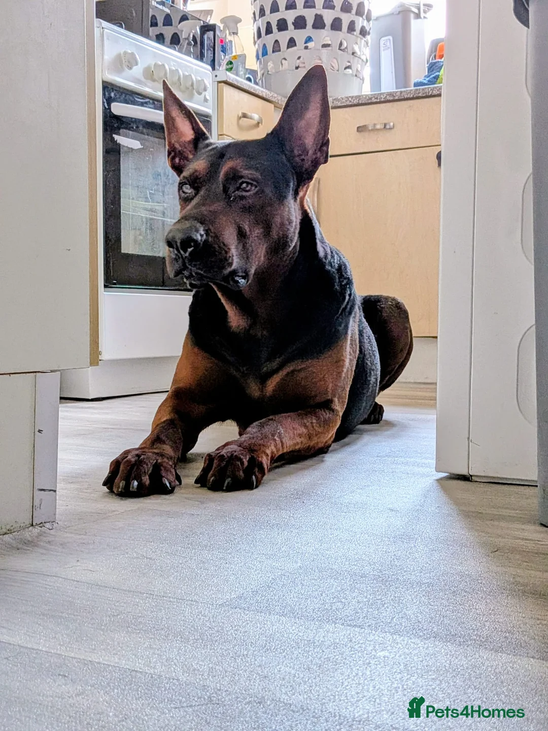 Chinese Red Dog dogs for sale: Chinese red dog male for re-home  in Walsall - Advert 2