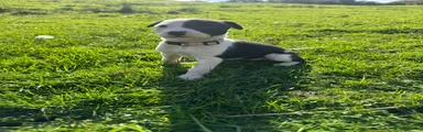 Lurcher 1