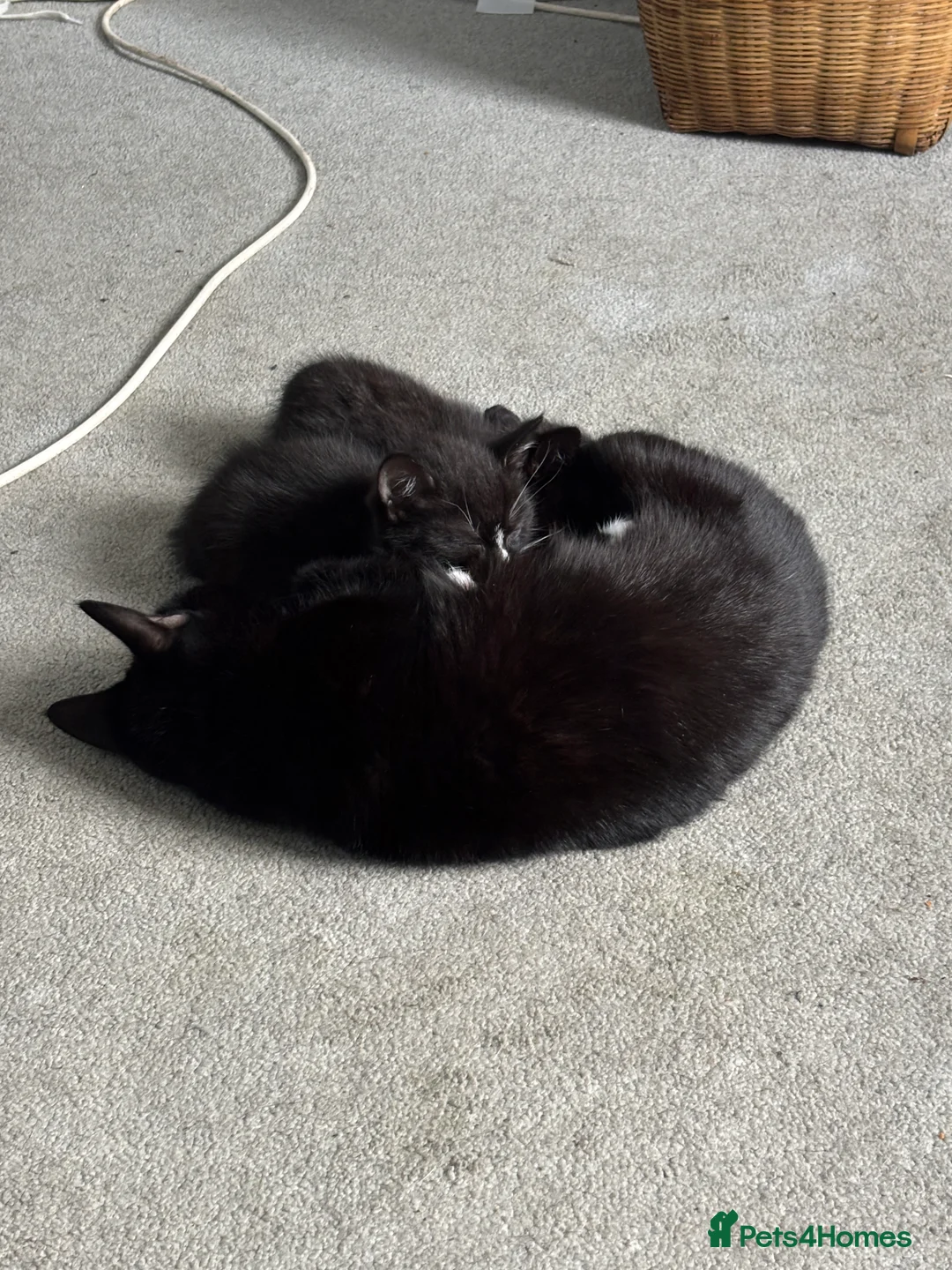 Mixed Breed cats for sale: Boy kitten x 1 - Advert 6