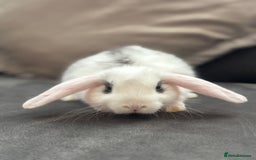 Mini Lion Lop rabbits for sale: Lion lop baby bunnies  - Image 8