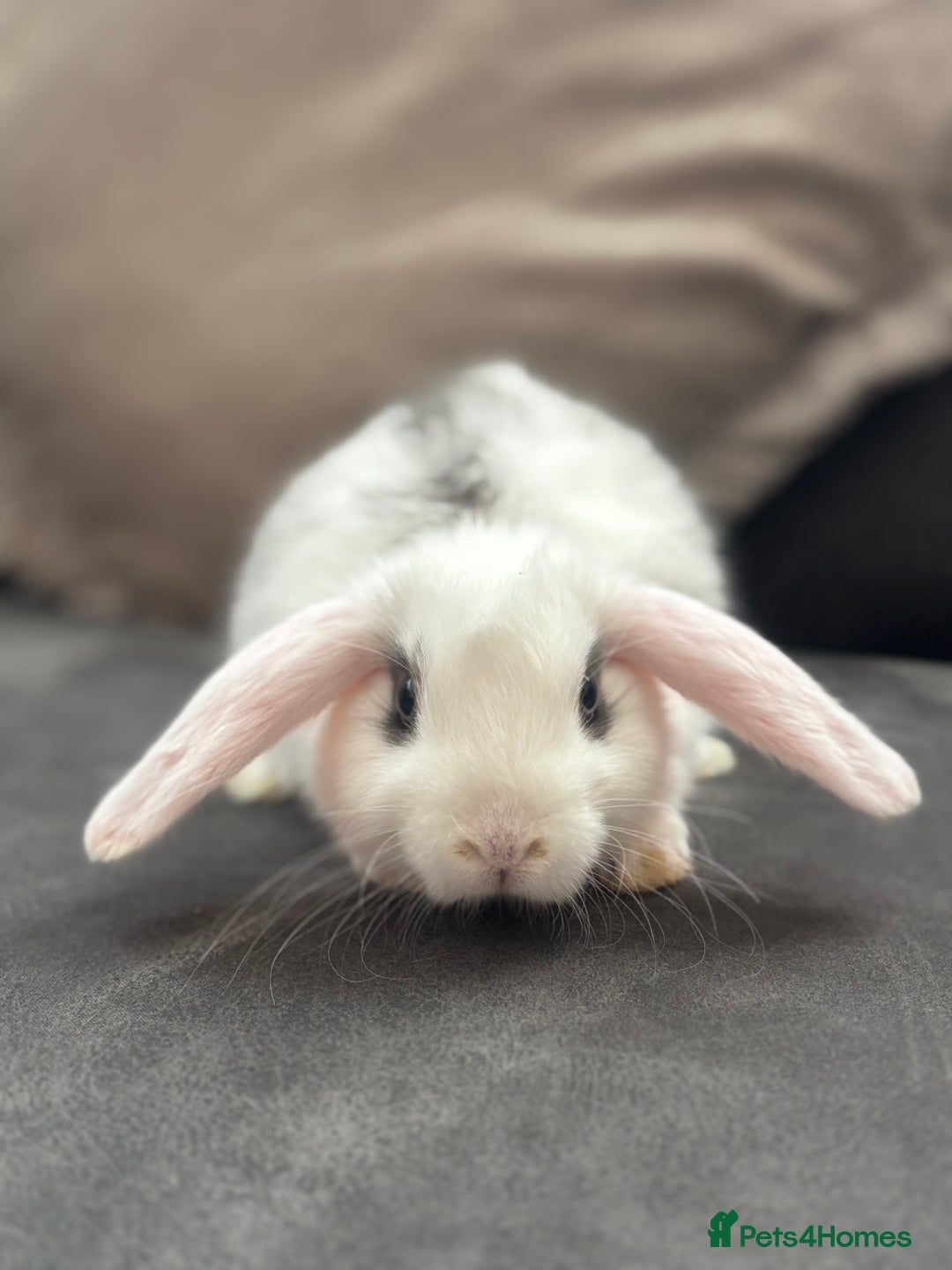 Mini Lion Lop rabbits for sale: Lion lop baby bunnies  - Image 8