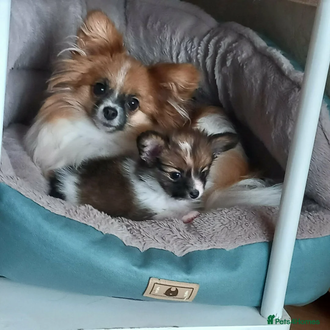 Papillon dogs for sale: Red Sable Male Papillon Pup (*PET HOME ONLY*) in Birkenhead - Advert 2