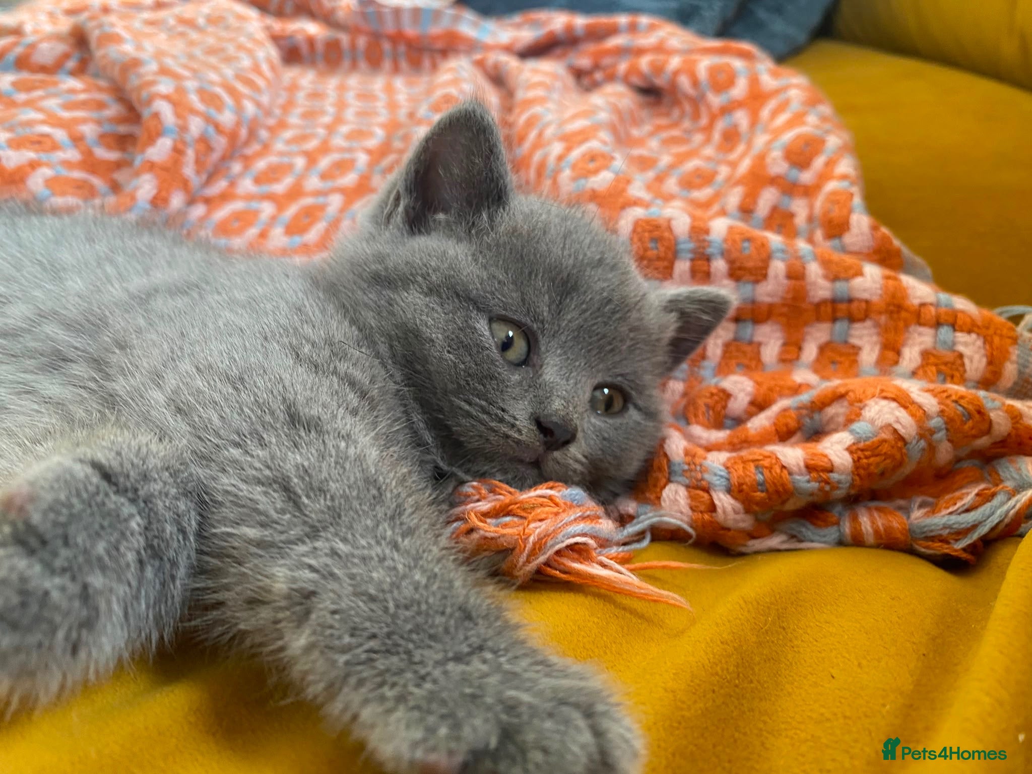 British Shorthair cats Stunning set of British blues - Advert 2