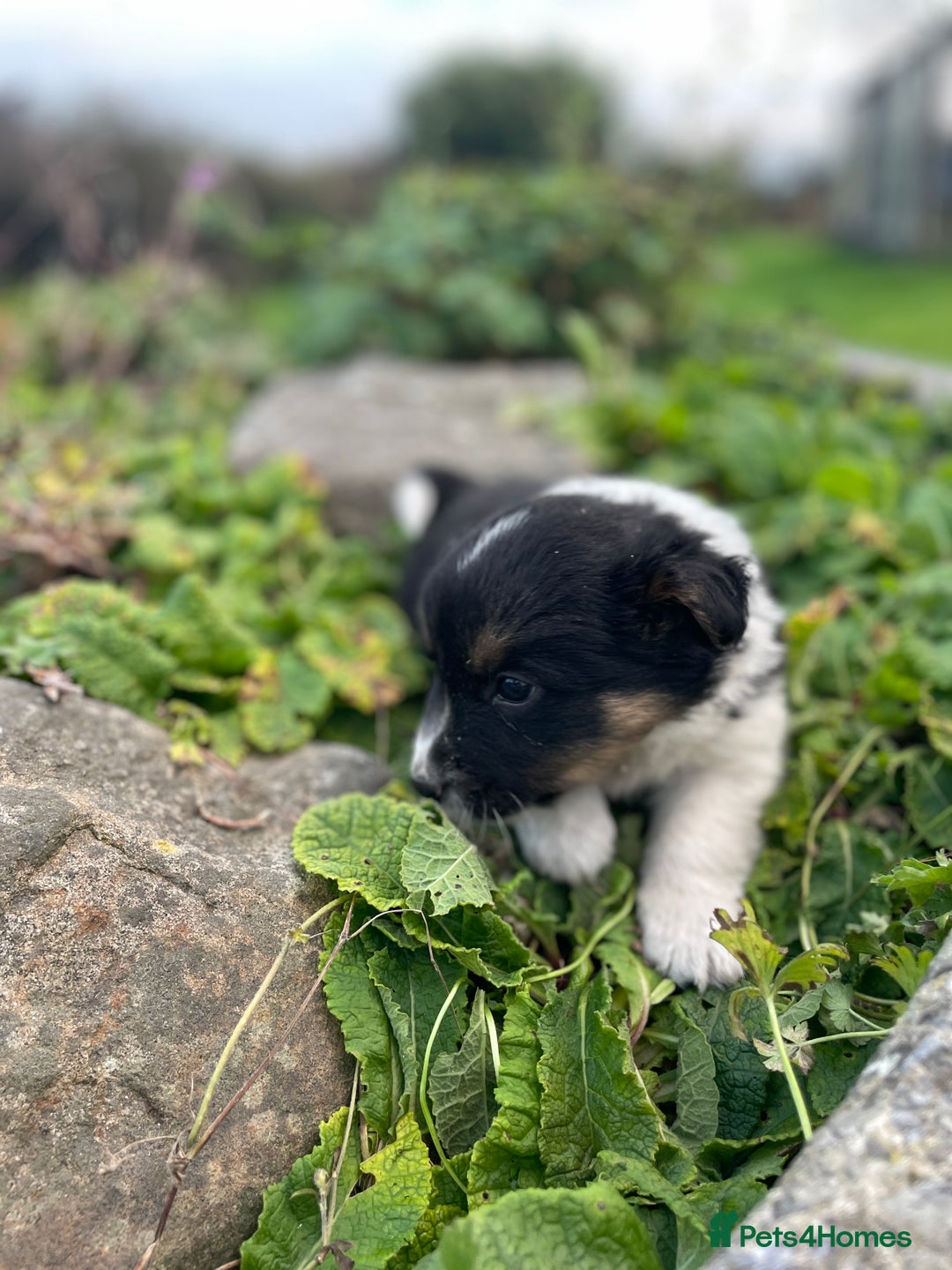 Mixed Breed dogs for sale: Border Jack Puppies (Border Collie X Jack Russel) - Image 32