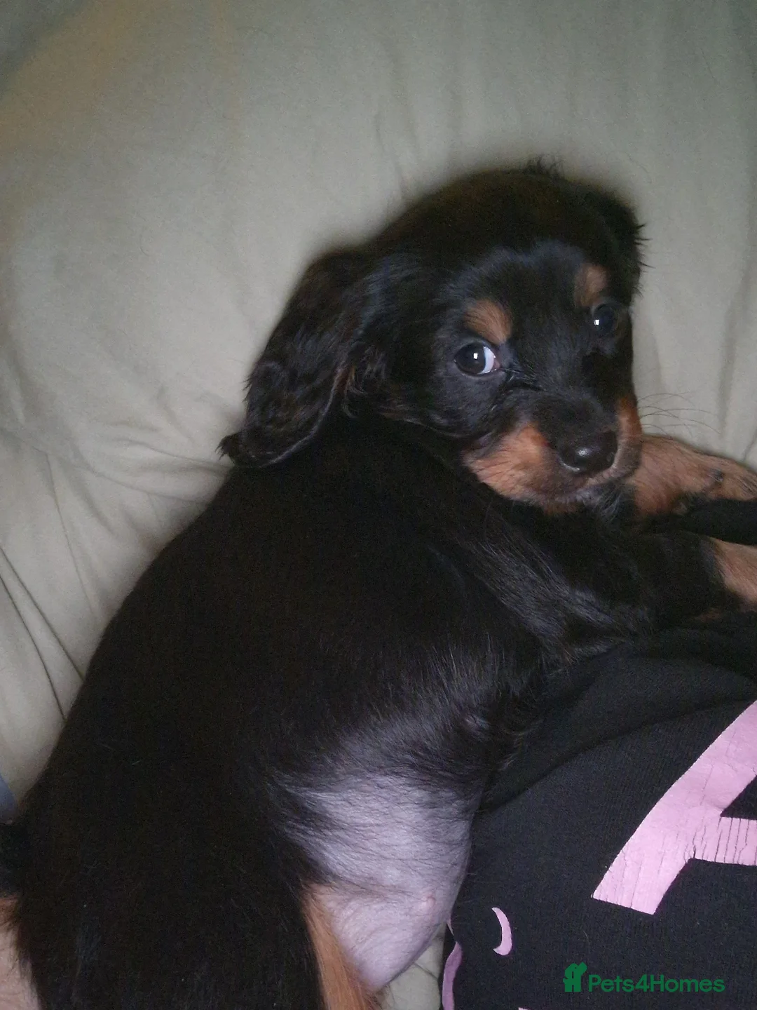 Cockalier dogs for sale: Poppy  - Advert 8