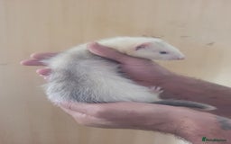Ferret rodents for sale: Semi Angora Ferrets - Image 5