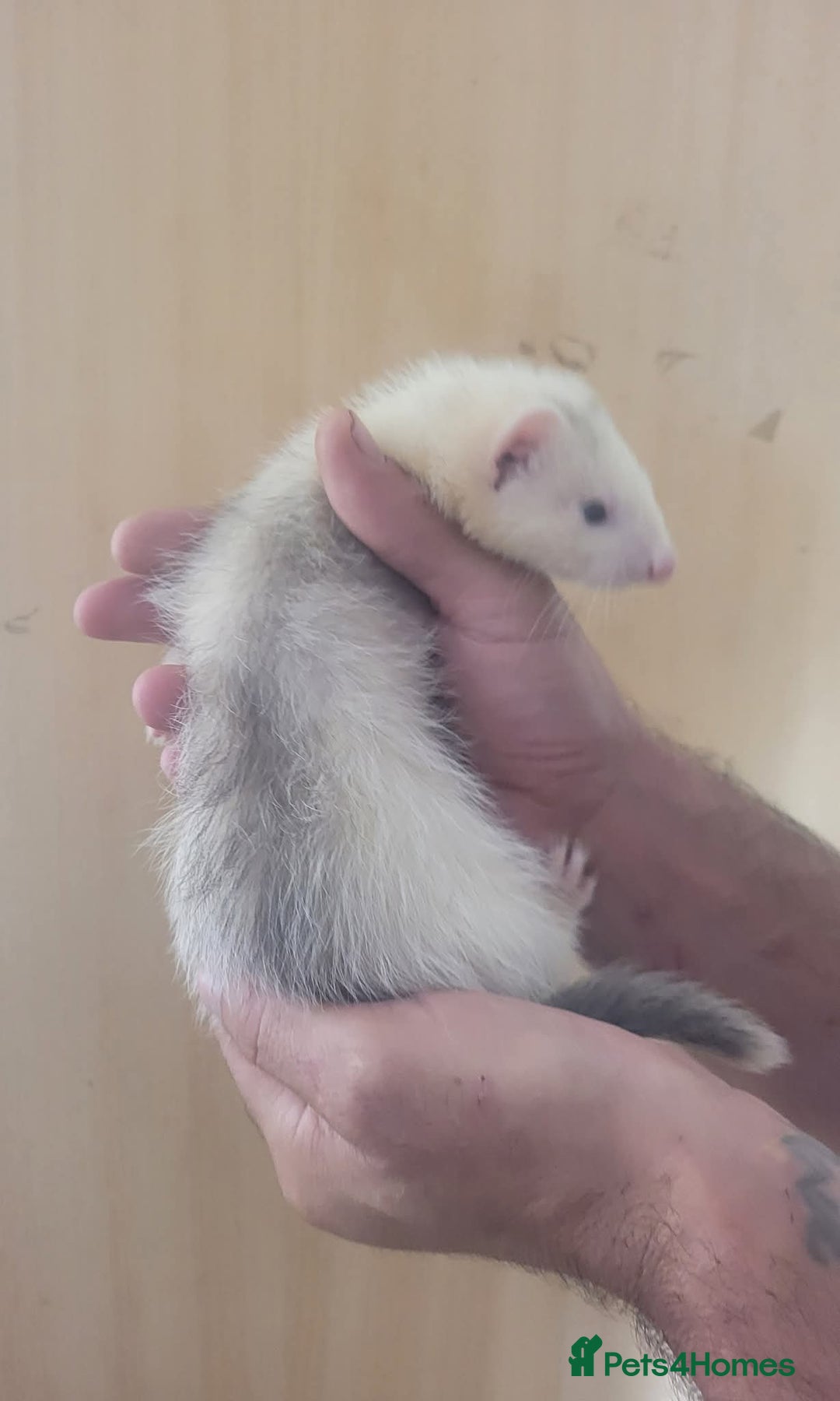Ferret rodents for sale: Semi Angora Ferrets - Image 5