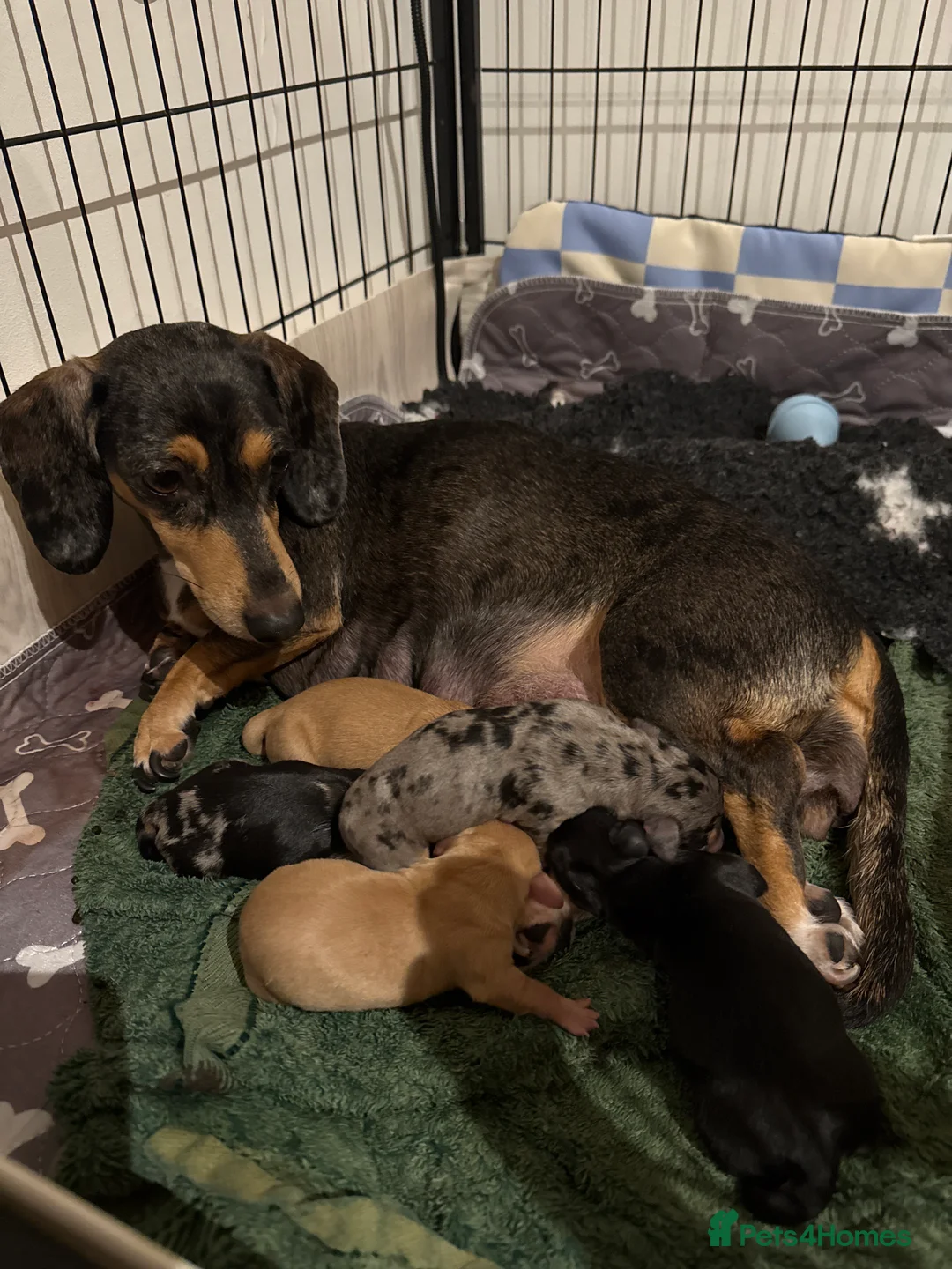 Miniature Dachshund dogs for sale: 🐾KC Reg Miniature Dachshund Puppies 2Boys 3Girls  - Advert 1